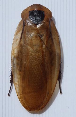 Blaberus giganteus